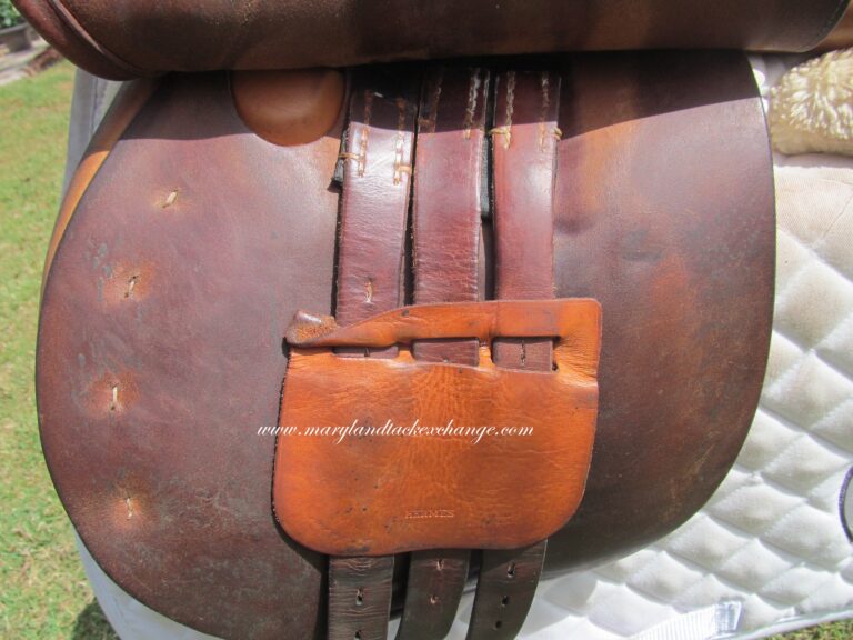 16.5" Hermes Oxer, Narrow Tree - Image 4